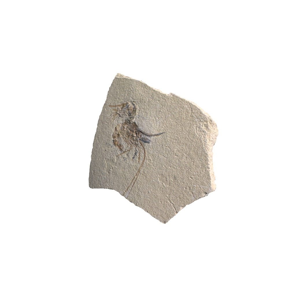 Shrimp Fossil