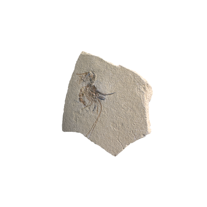 Shrimp Fossil