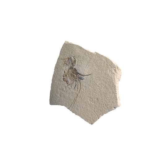 Shrimp Fossil