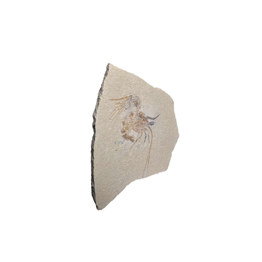 Shrimp Fossil