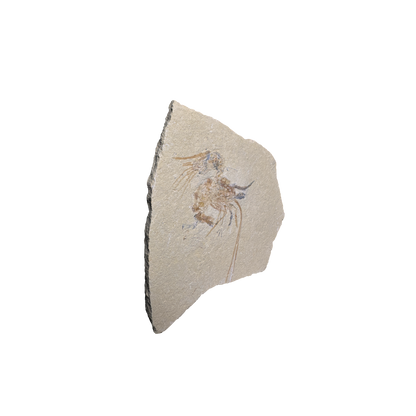 Shrimp Fossil