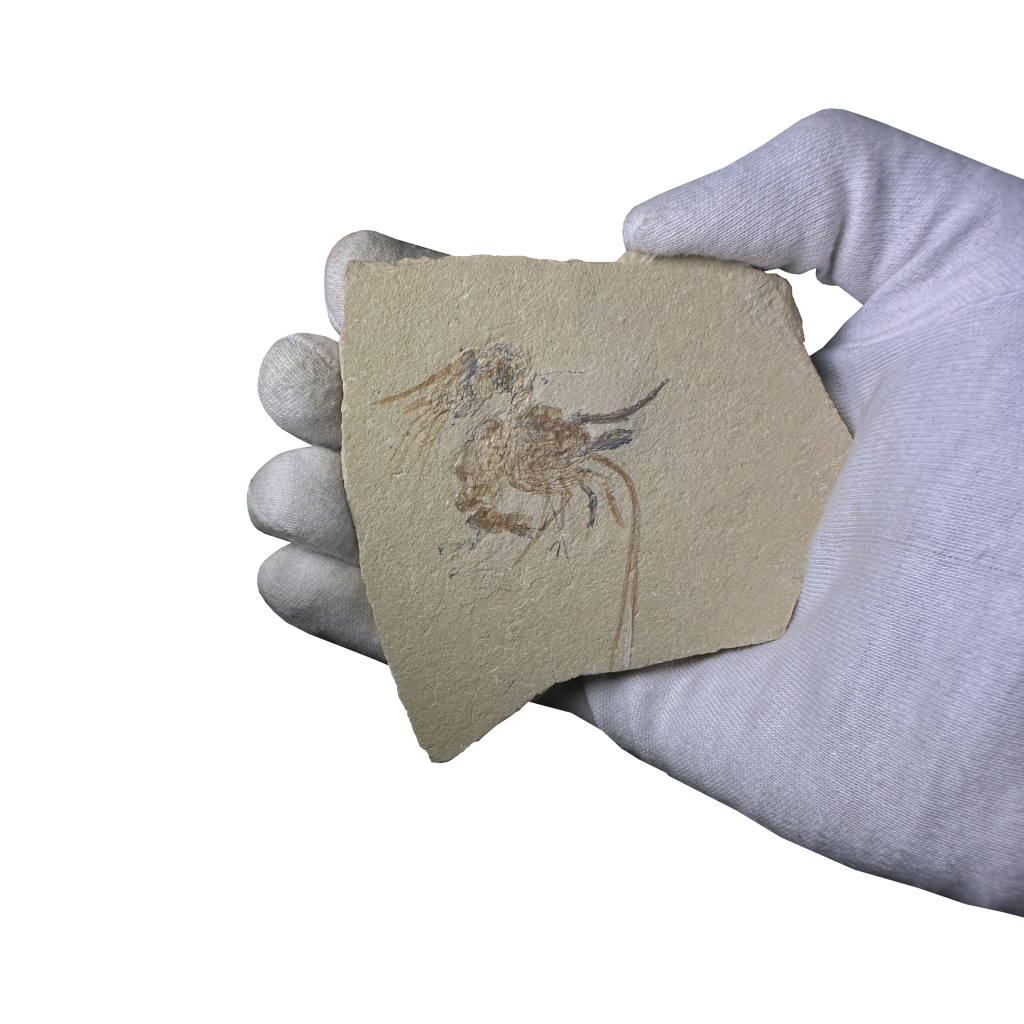 Shrimp Fossil