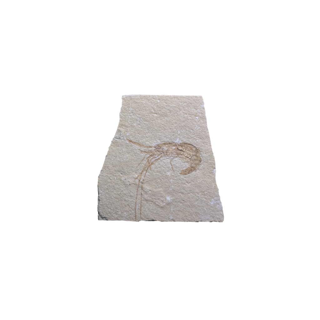 Shrimp Fossil