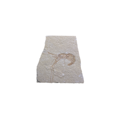 Shrimp Fossil