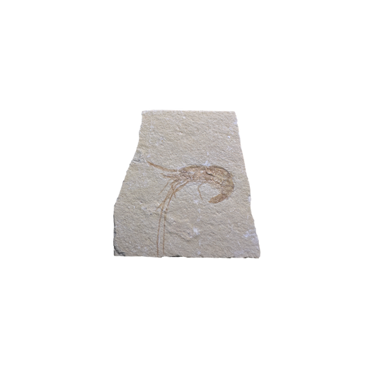 Shrimp Fossil