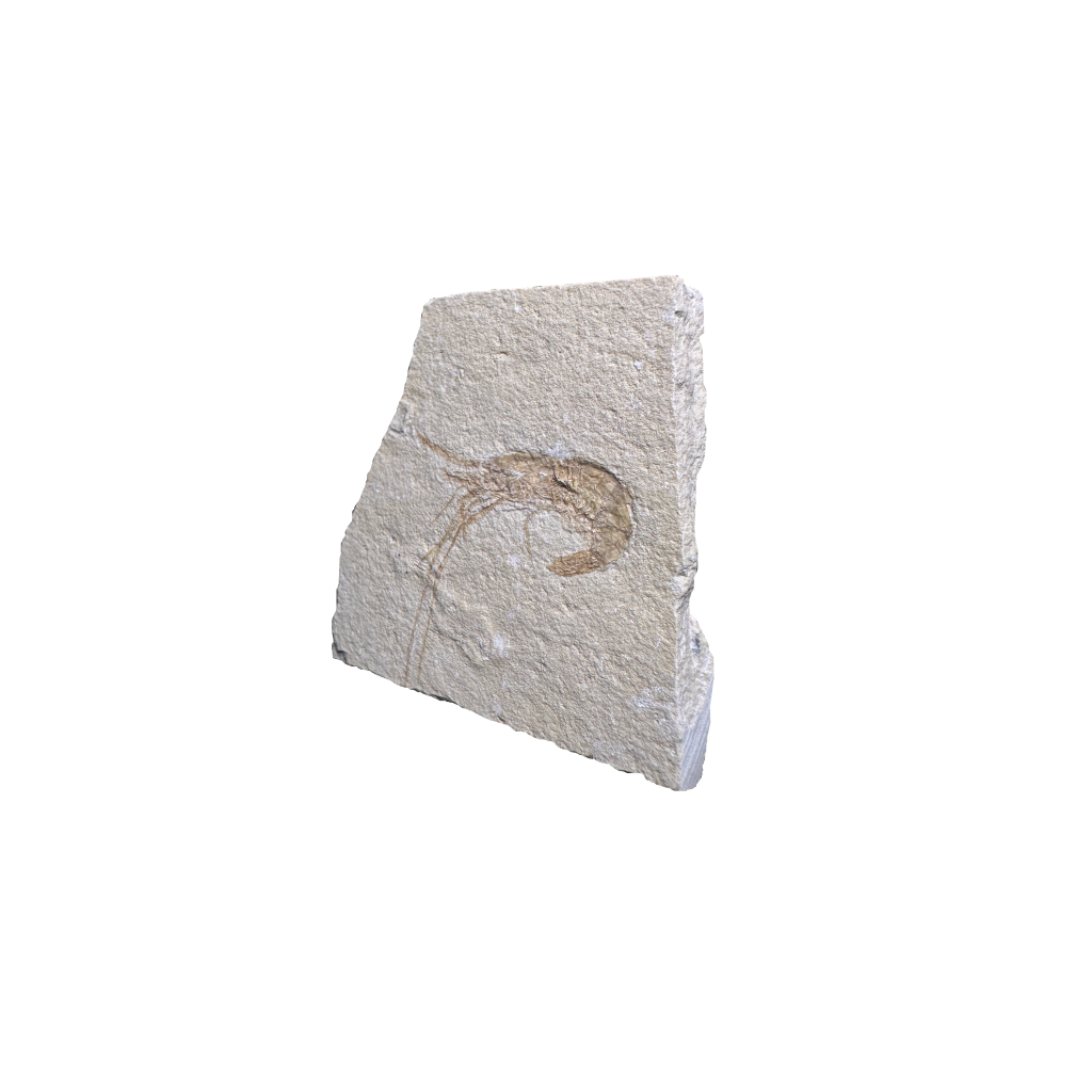 Shrimp Fossil