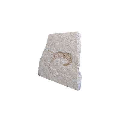 Shrimp Fossil