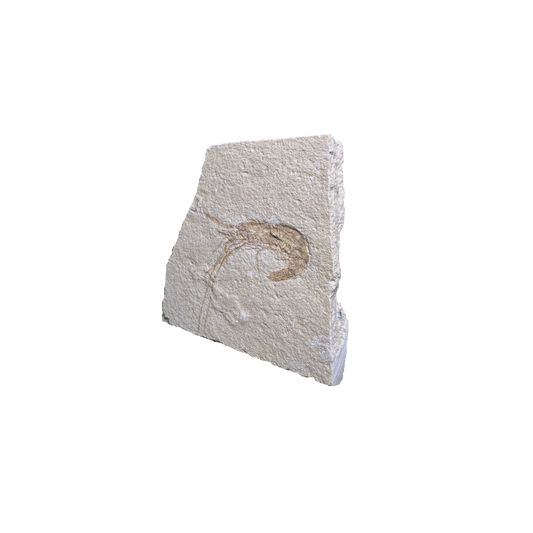 Shrimp Fossil