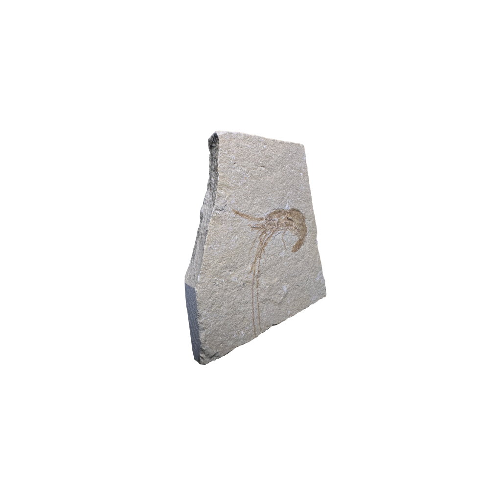 Shrimp Fossil