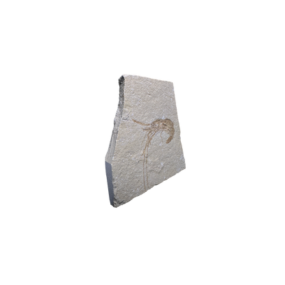 Shrimp Fossil