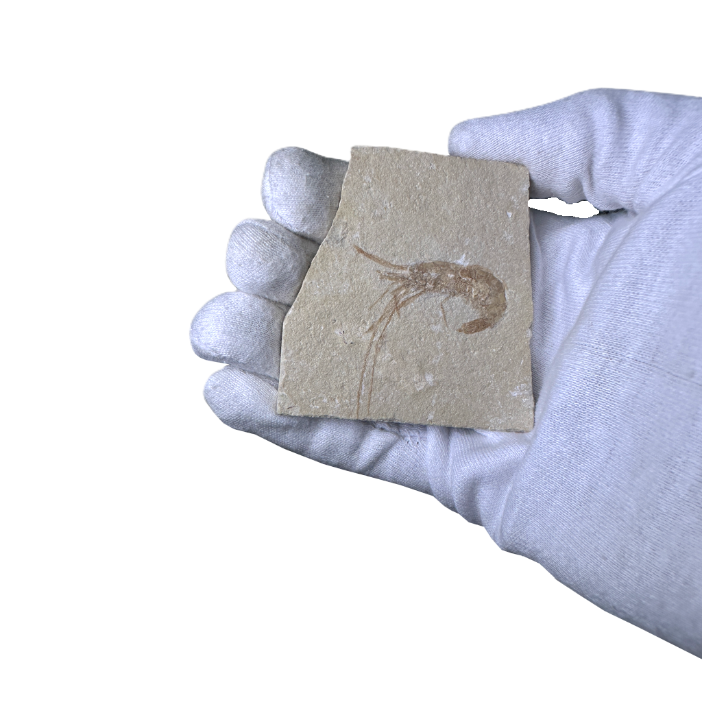 Shrimp Fossil