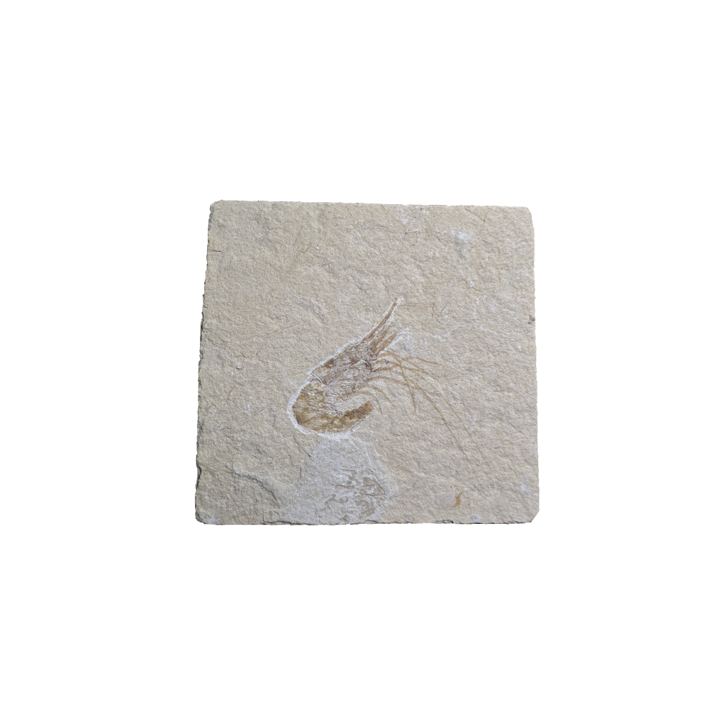 Shrimp Fossil