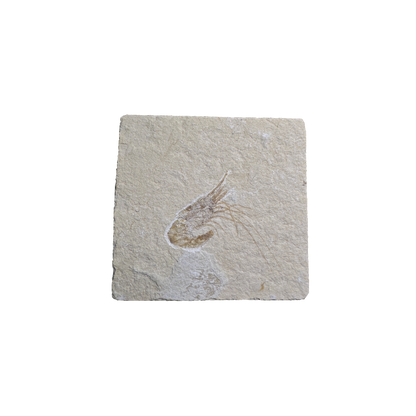 Shrimp Fossil