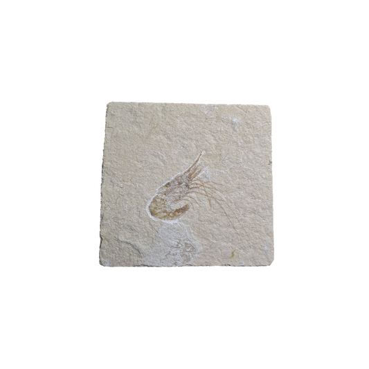 Shrimp Fossil