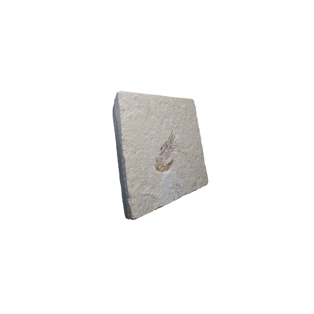 Shrimp Fossil