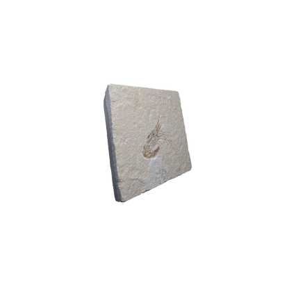 Shrimp Fossil