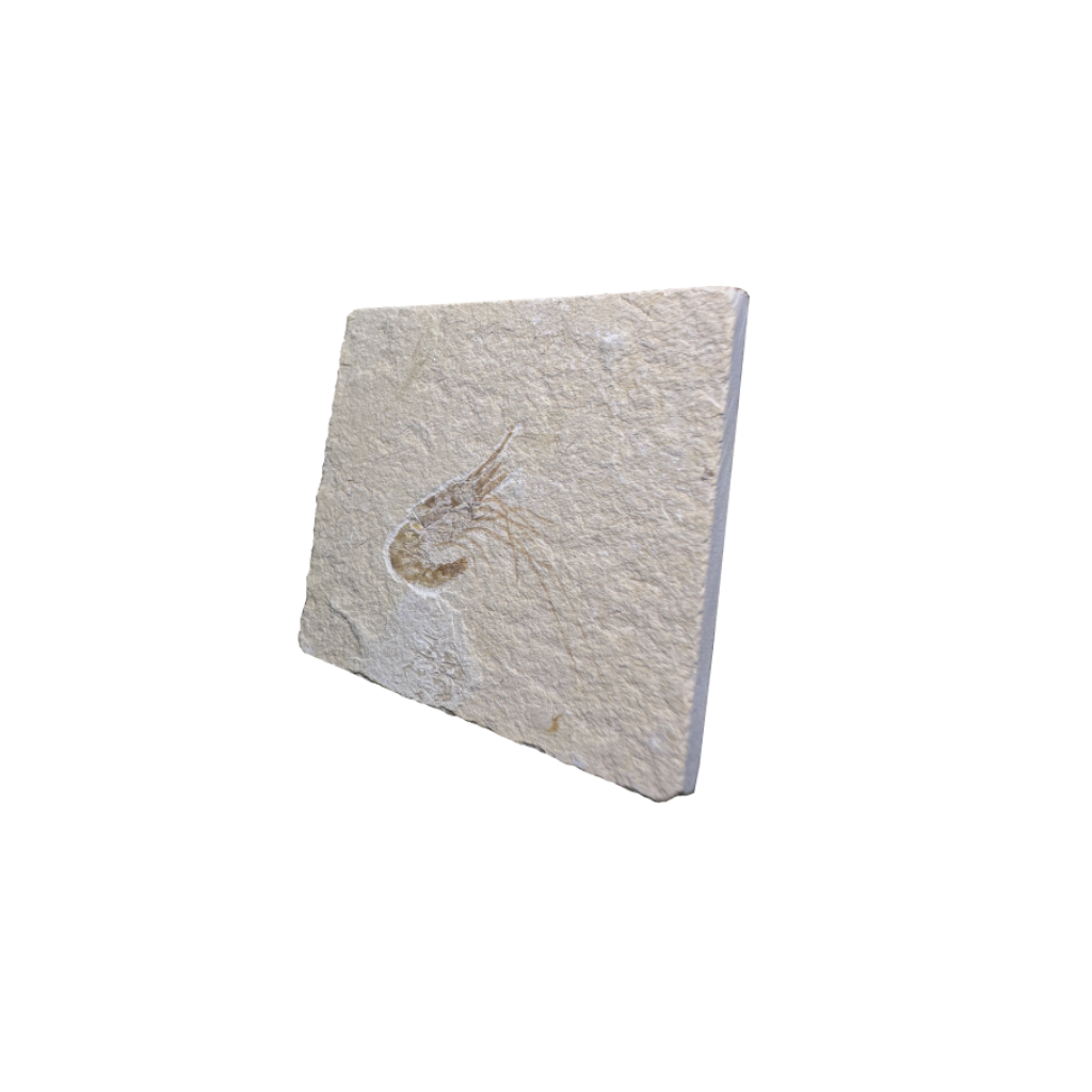 Shrimp Fossil