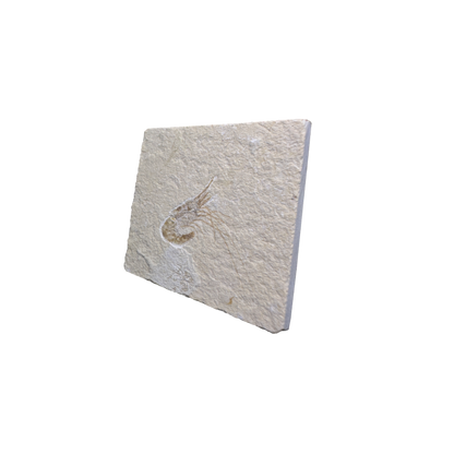 Shrimp Fossil