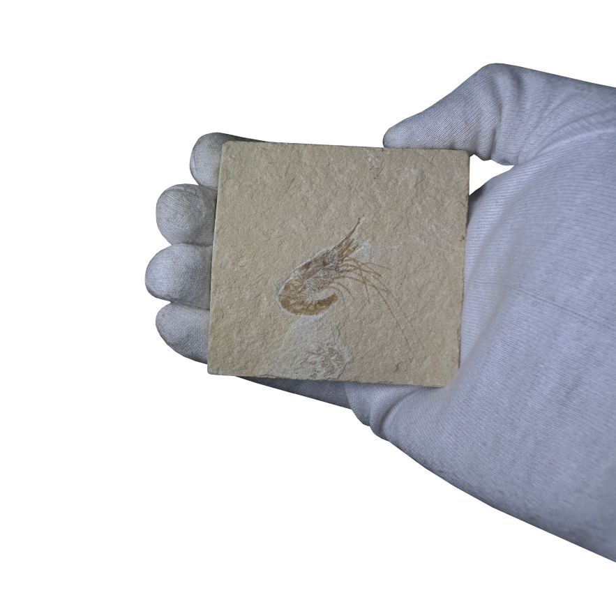 Shrimp Fossil