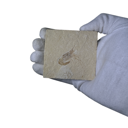 Shrimp Fossil