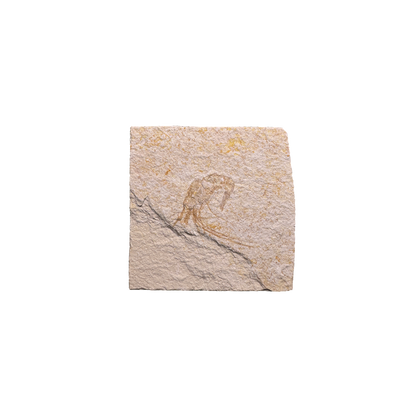 Shrimp Fossil