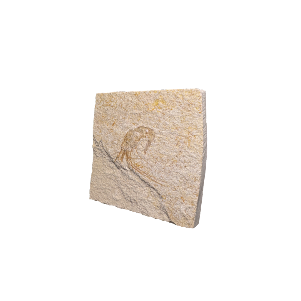 Shrimp Fossil