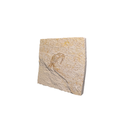 Shrimp Fossil