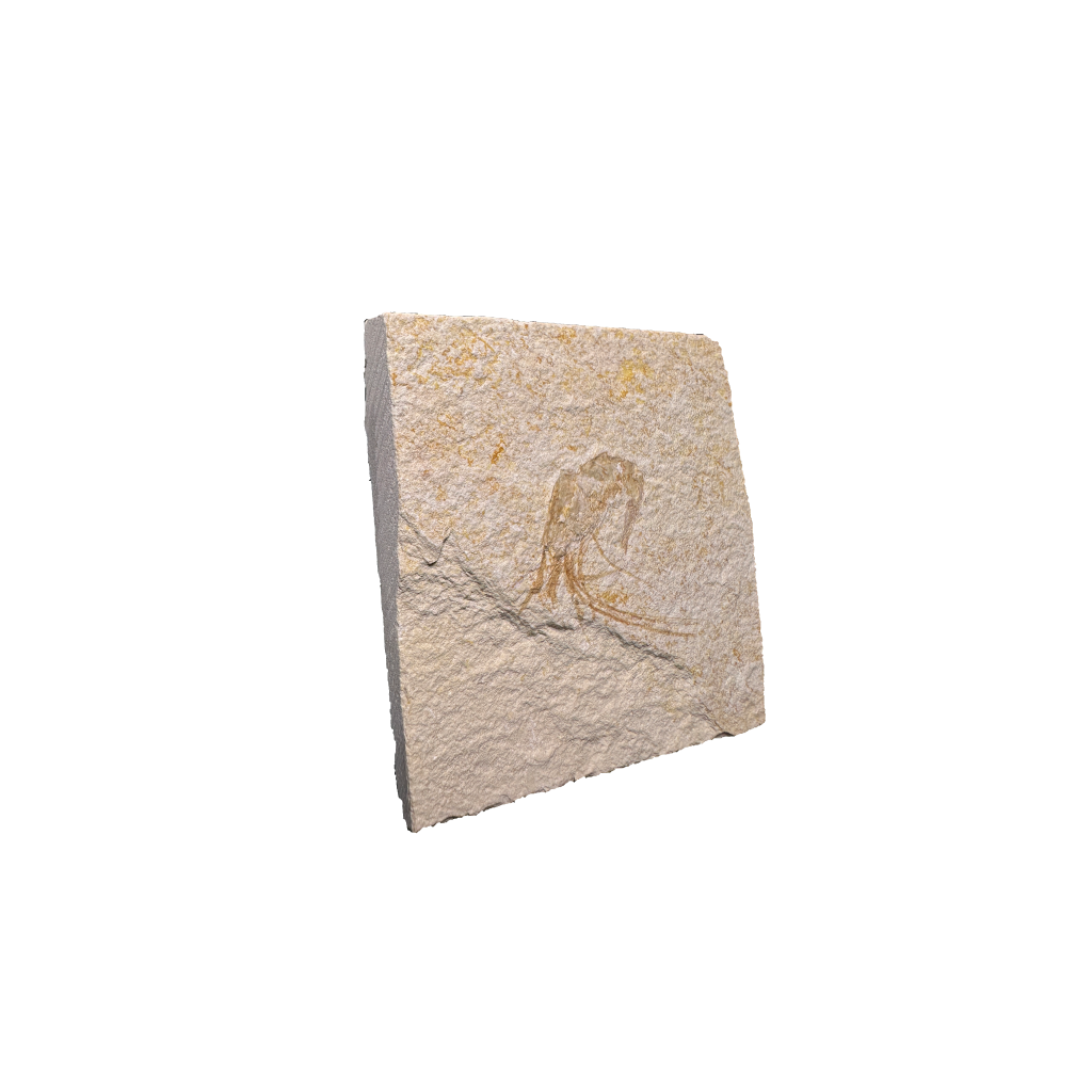 Shrimp Fossil