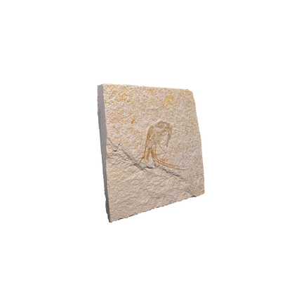 Shrimp Fossil