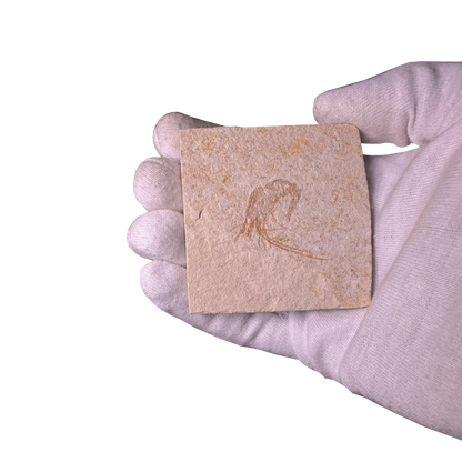 Shrimp Fossil