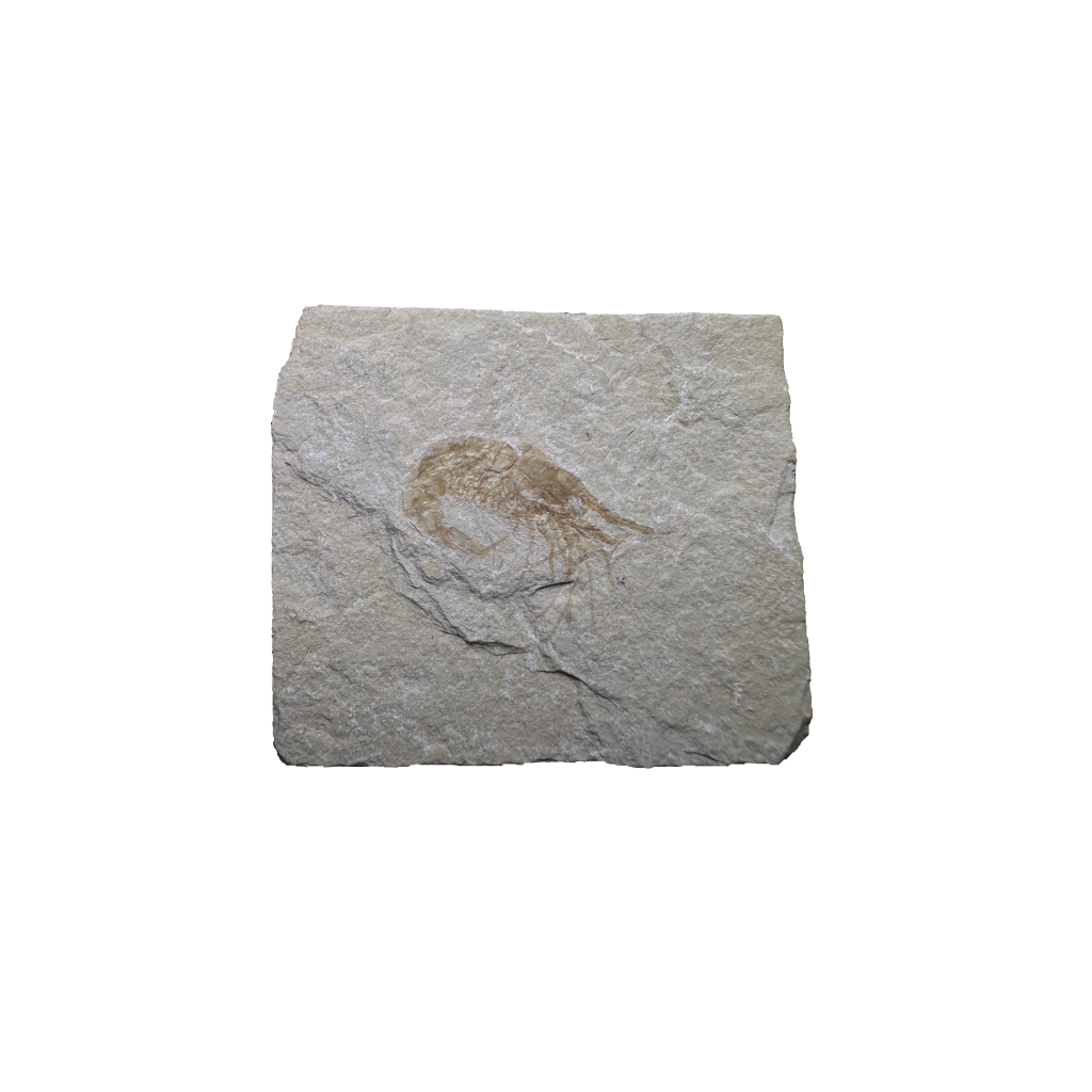 Shrimp Fossil
