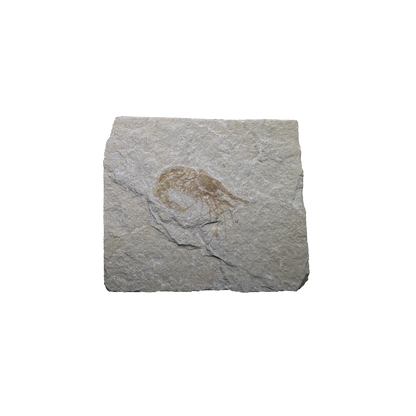 Shrimp Fossil