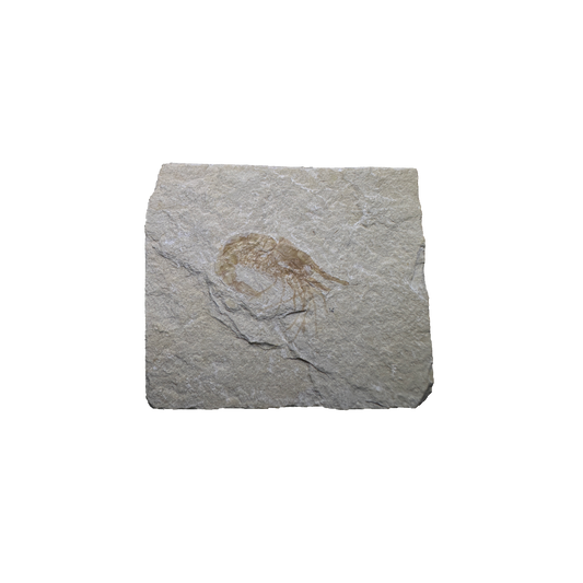 Shrimp Fossil