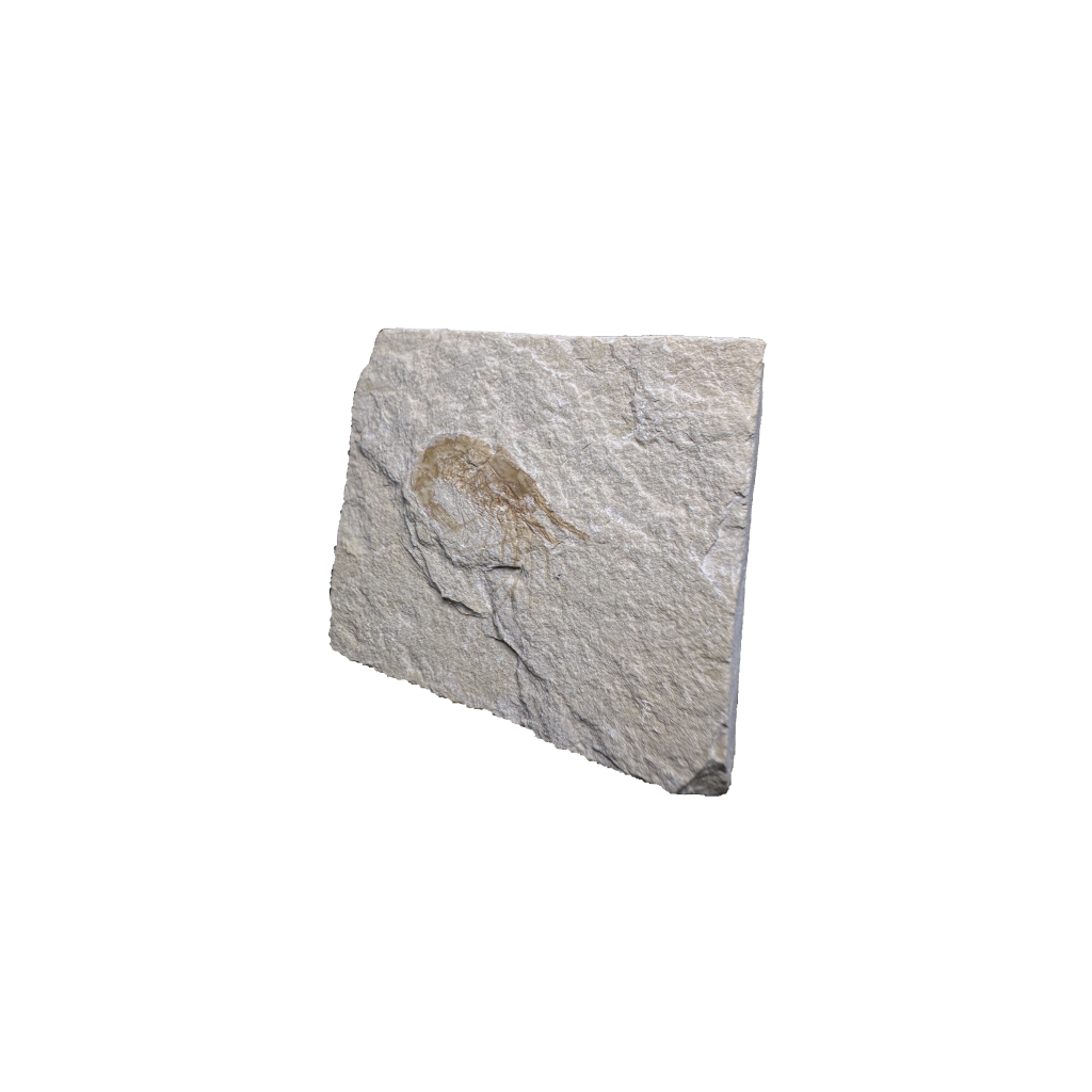 Shrimp Fossil