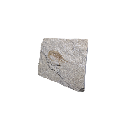 Shrimp Fossil