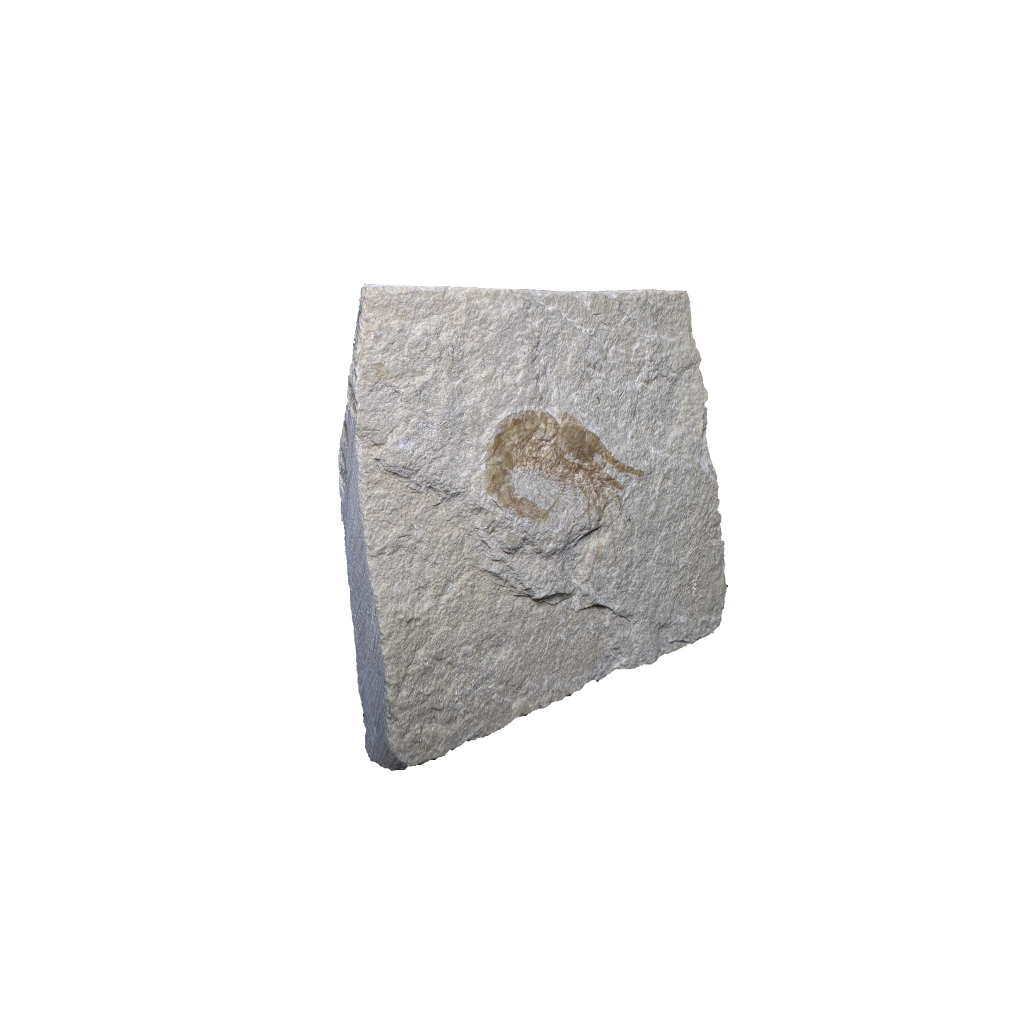 Shrimp Fossil