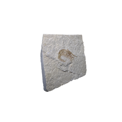 Shrimp Fossil