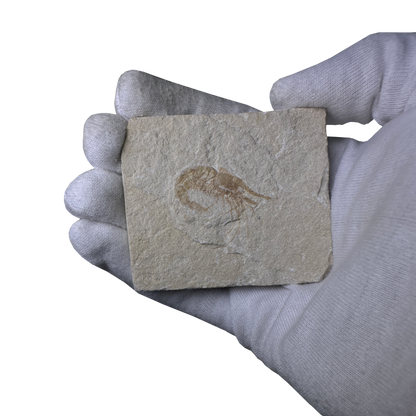 Shrimp Fossil