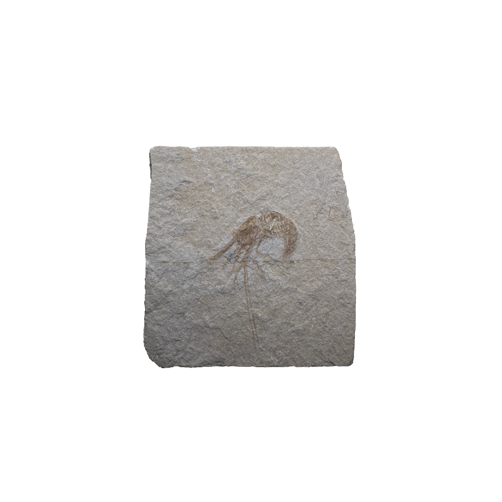 Shrimp Fossil
