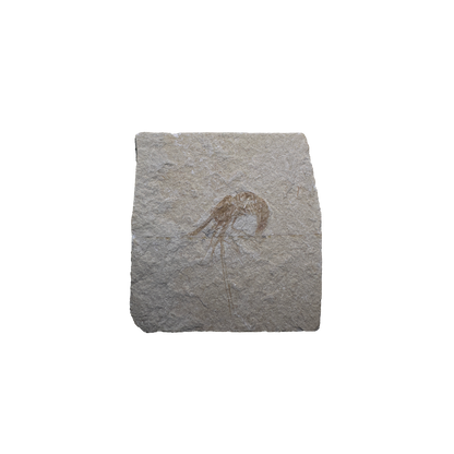 Shrimp Fossil