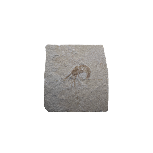 Shrimp Fossil