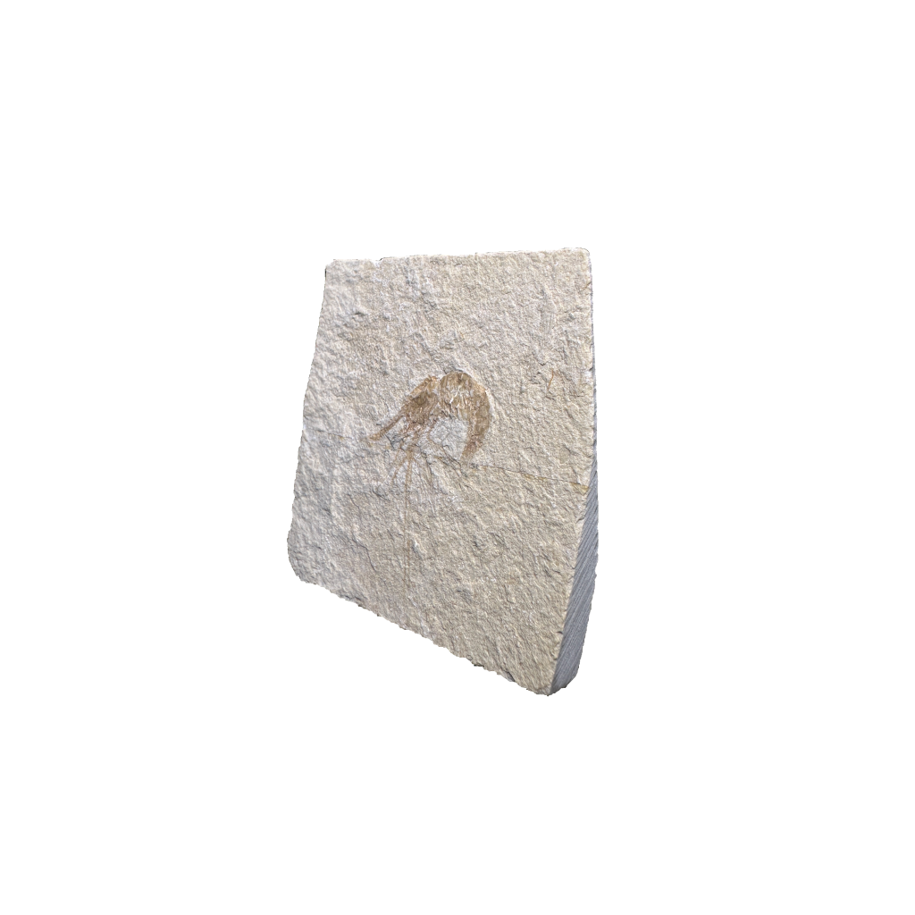 Shrimp Fossil