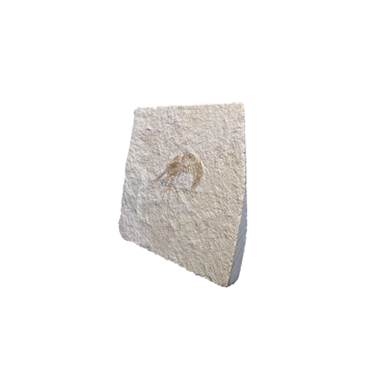 Shrimp Fossil
