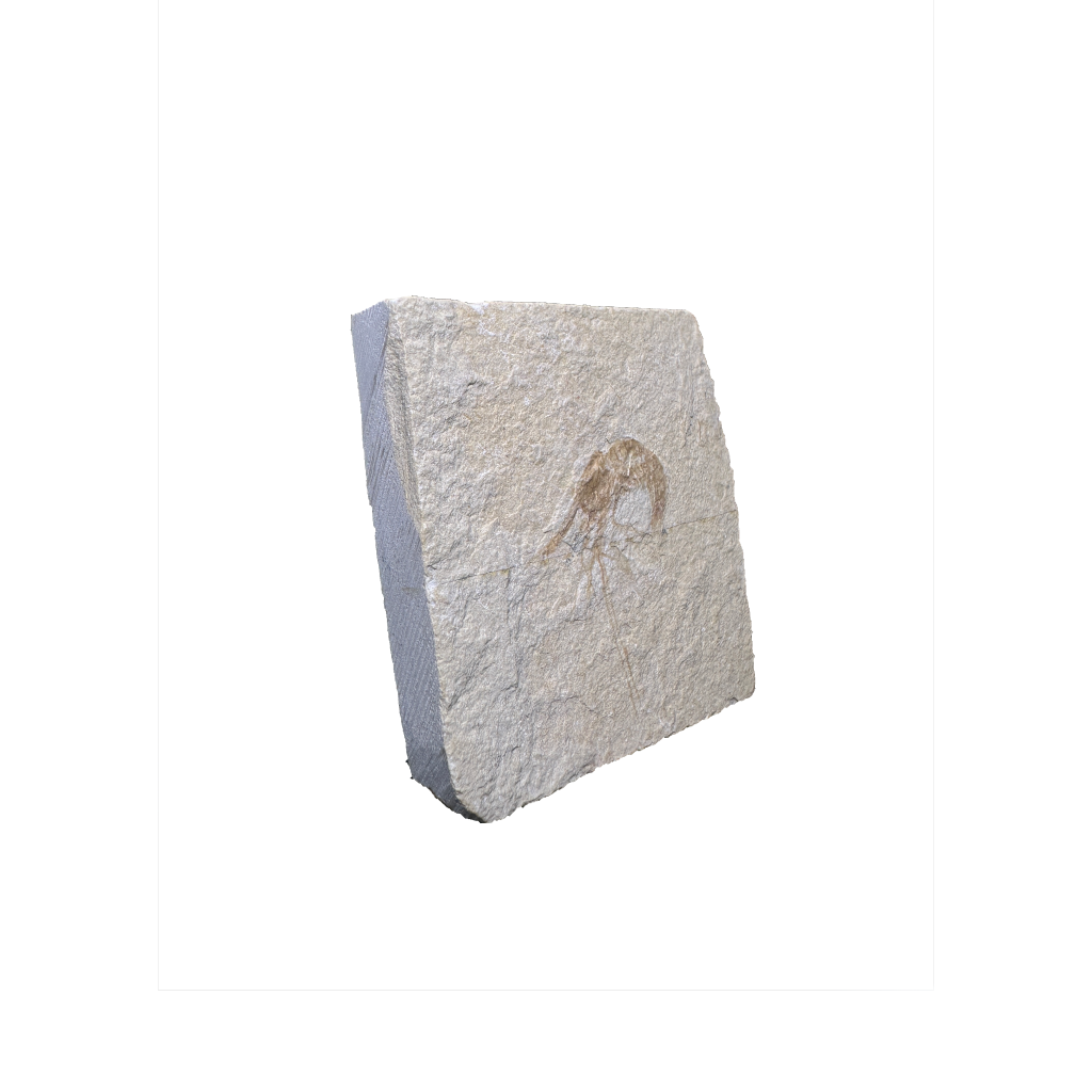 Shrimp Fossil