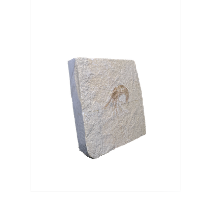 Shrimp Fossil