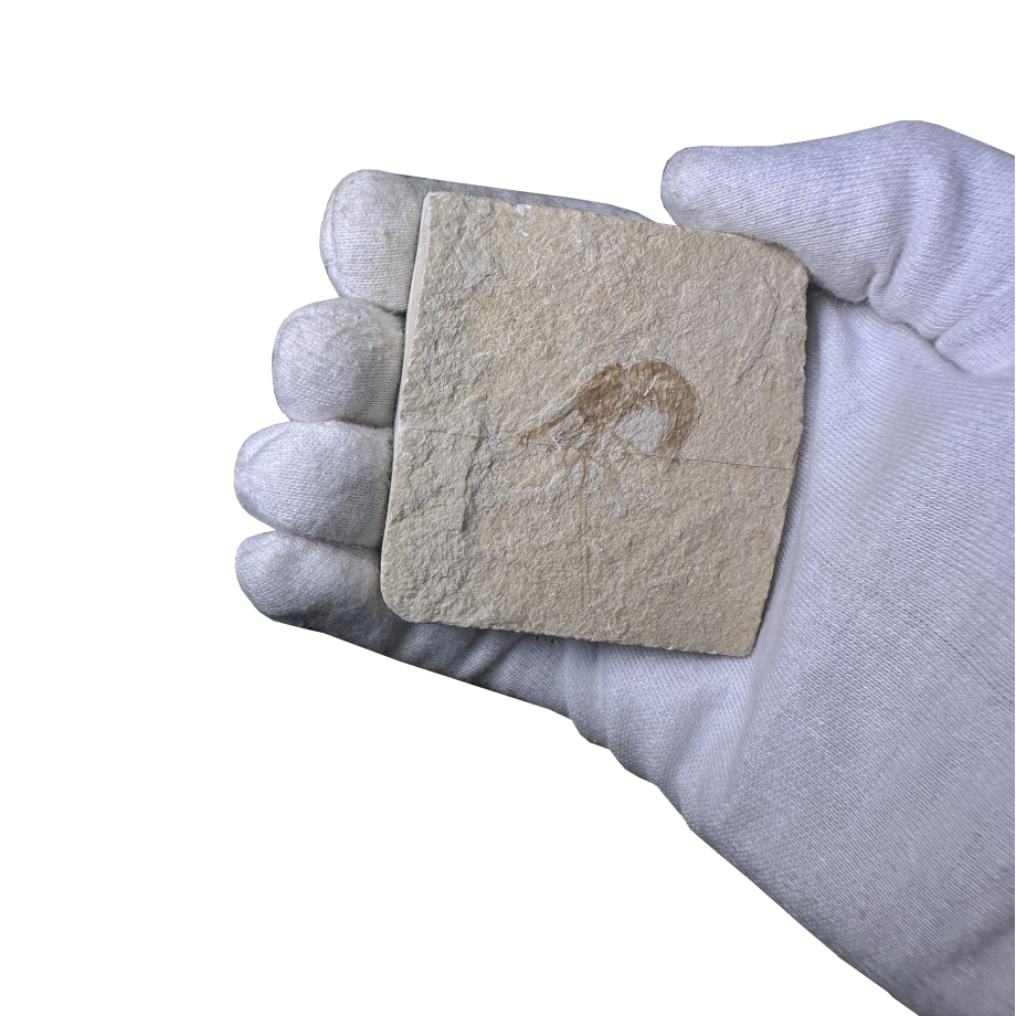 Shrimp Fossil