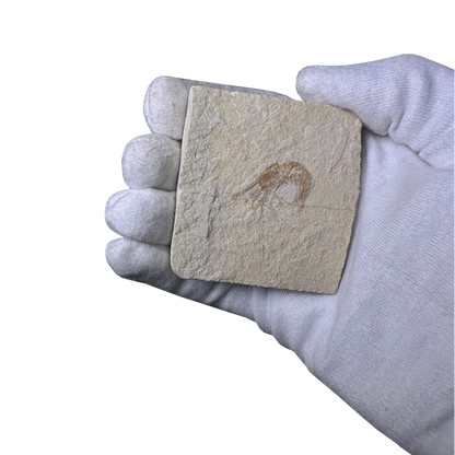 Shrimp Fossil