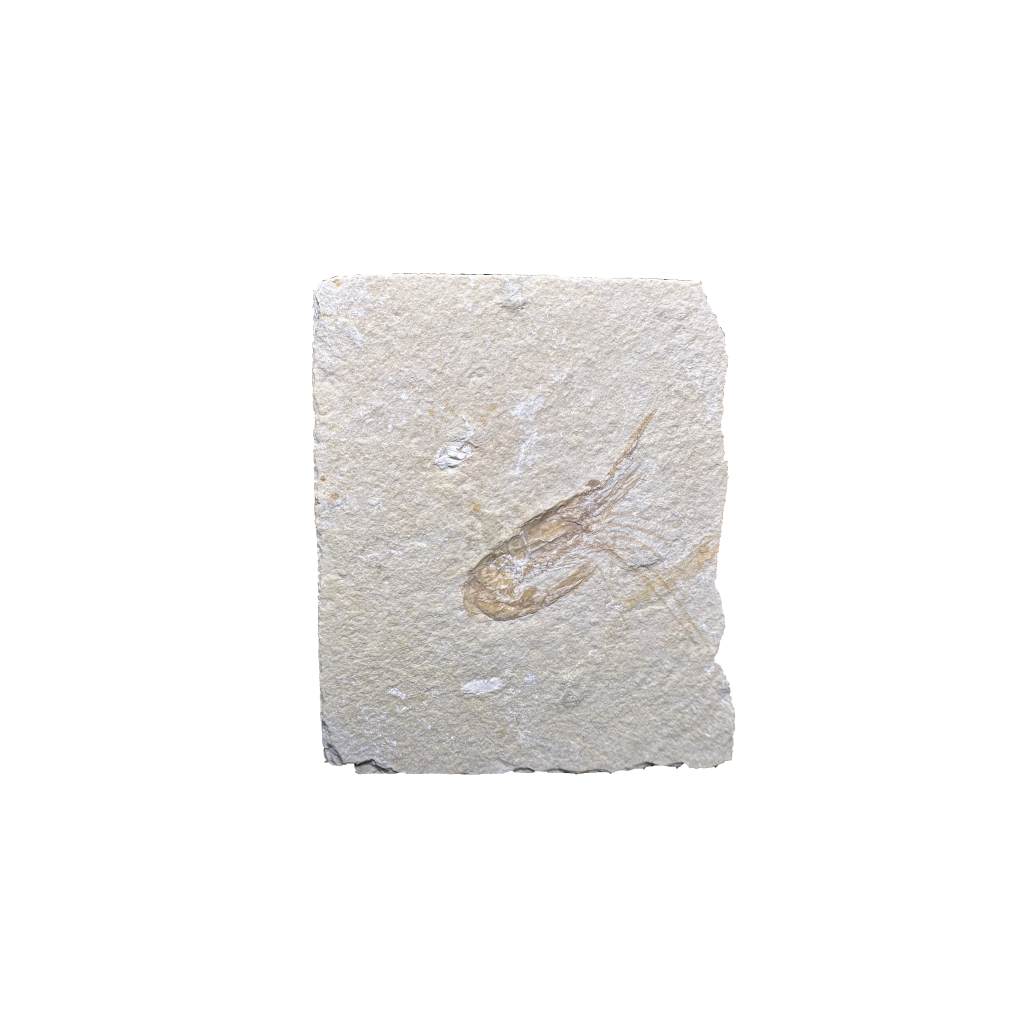 Shrimp Fossil