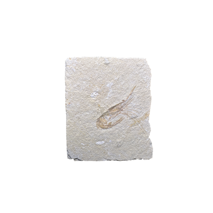 Shrimp Fossil