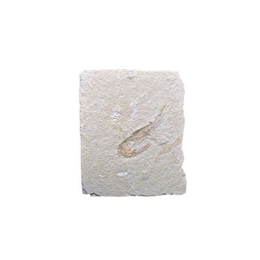 Shrimp Fossil